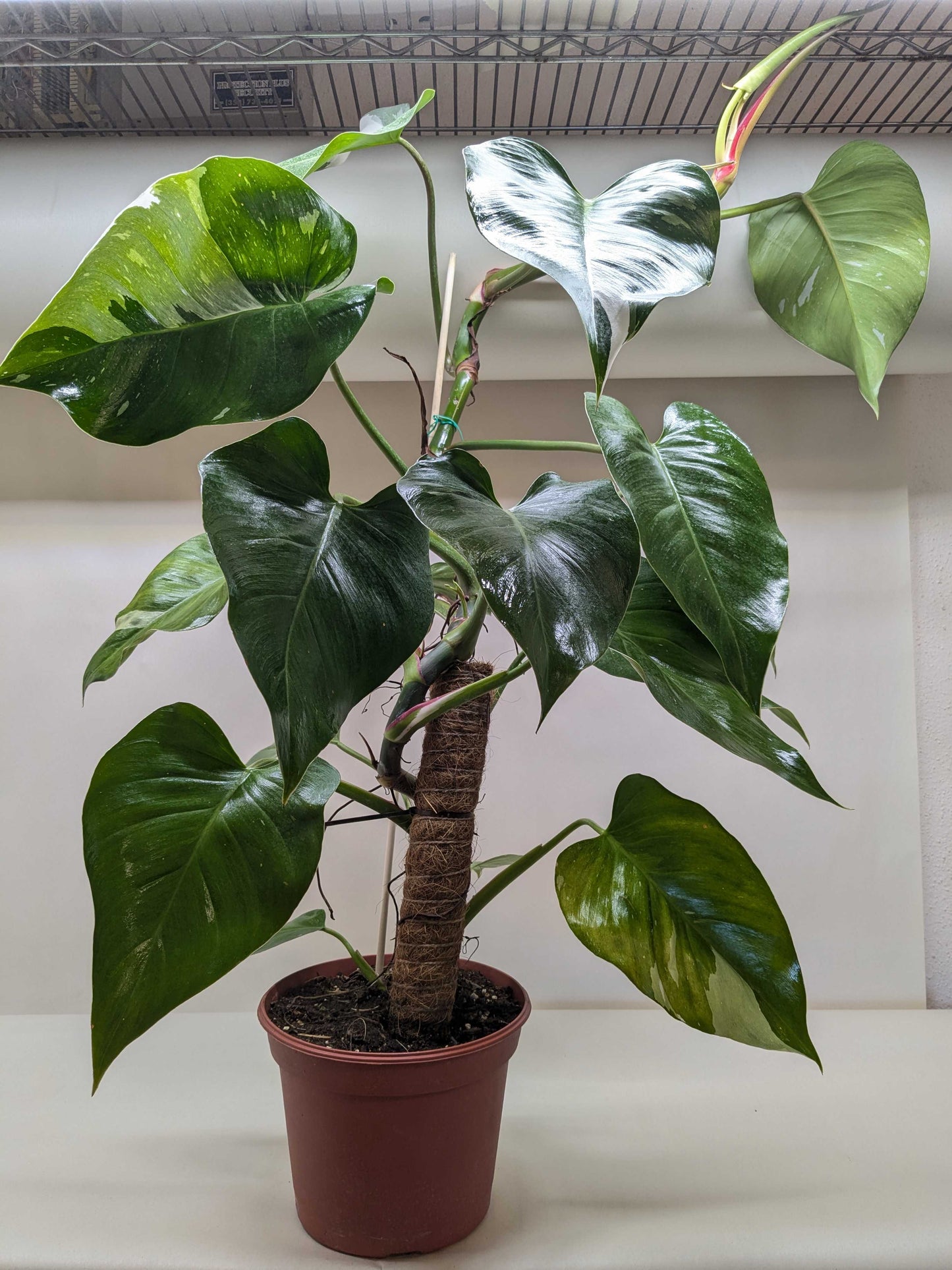 Philodendron 'White Princess'