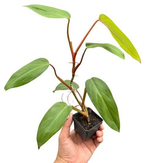 Philodendron Red Emerald