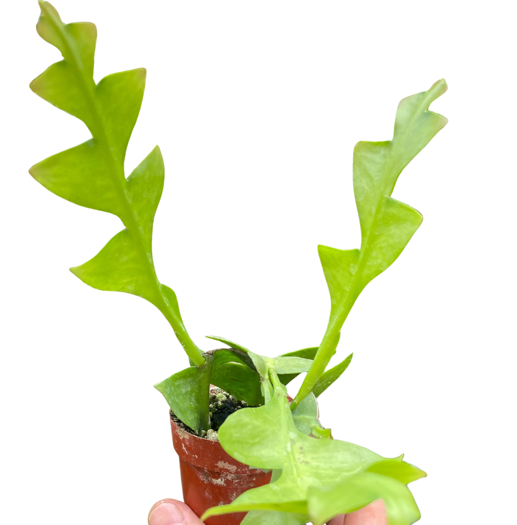 Shark Tooth Orchid Cactus