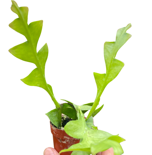 Shark Tooth Orchid Cactus