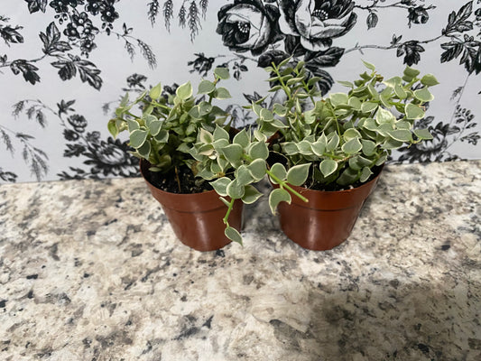Dischidia Million Hearts Variegated