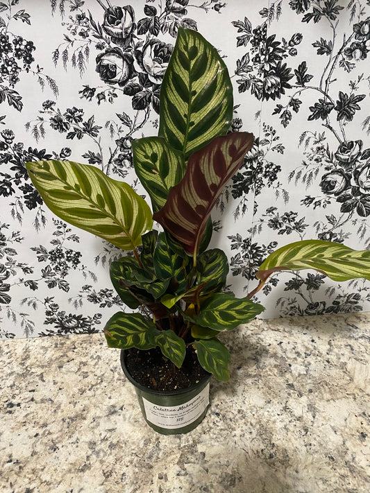Calathea Makoyana