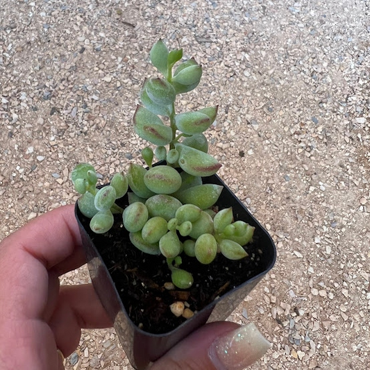 Cotyledon pendens