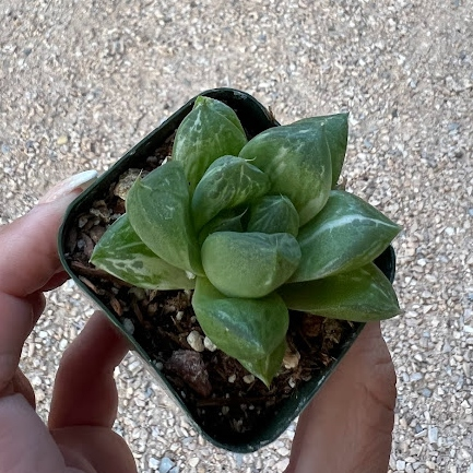 Variegated Haworthia