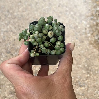 Variegated string of pearls 2in/4in/8in