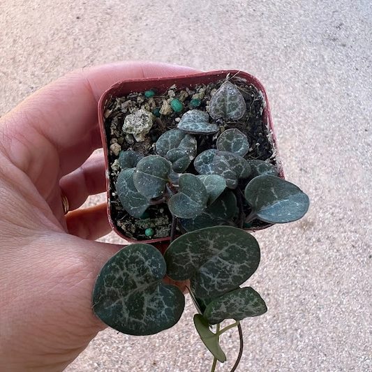 String of Hearts