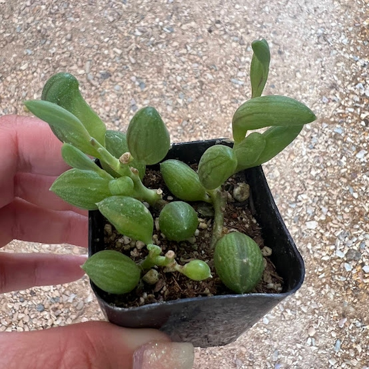 String of Watermelons