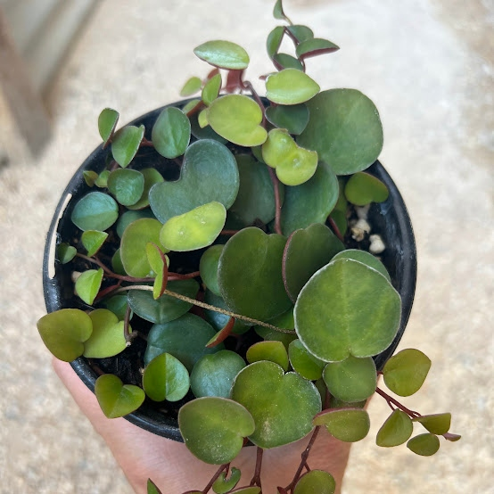 Rubie cascade