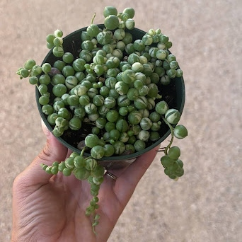 Variegated string of pearls 2in/4in/8in