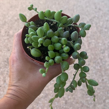String of Watermelons