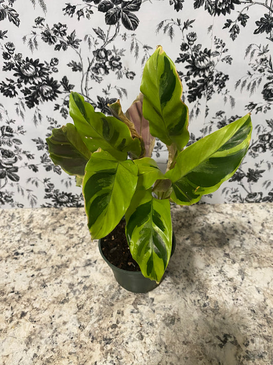 Calathea Yellow Fusion