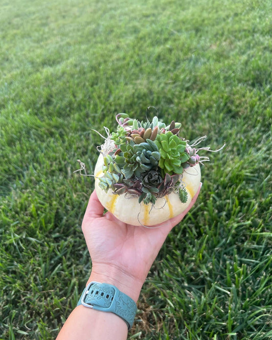 Pumpkin arrangements
