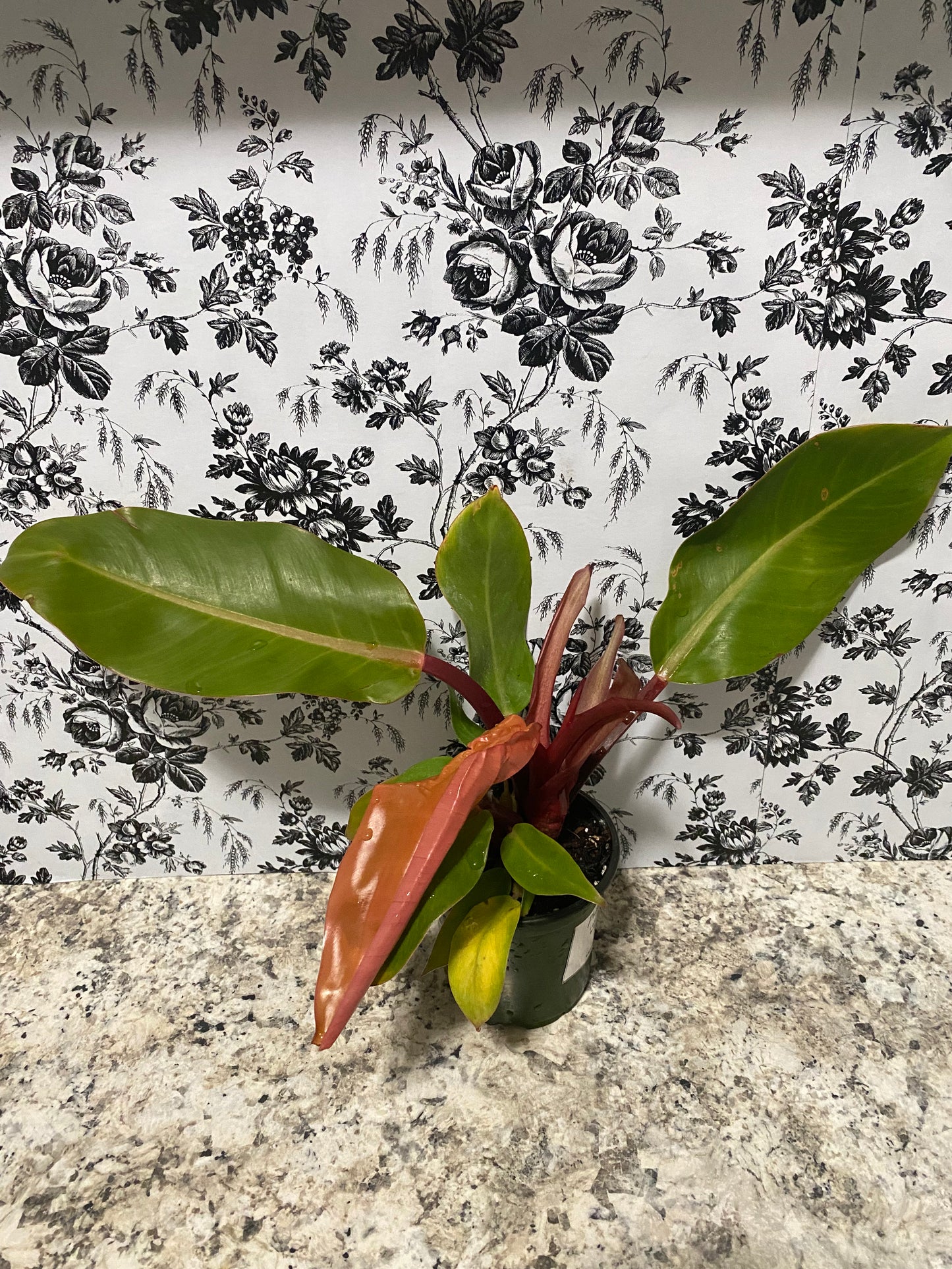 Philodendron Mccolley
