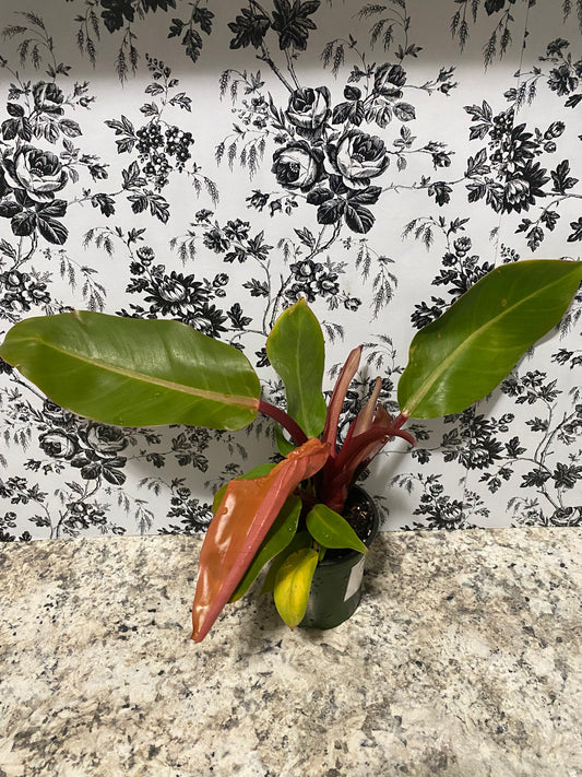 Philodendron Mccolley