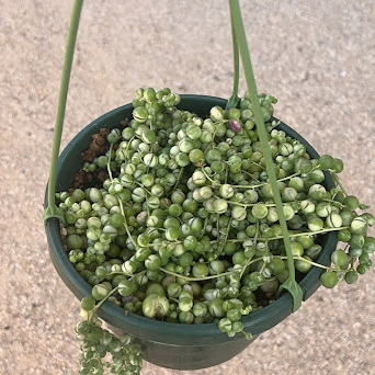 Variegated string of pearls 2in/4in/8in