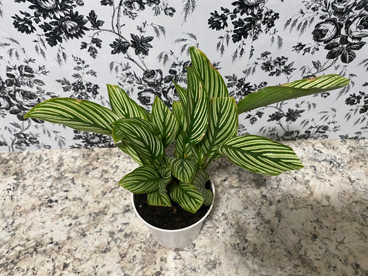 Calathea Vittata