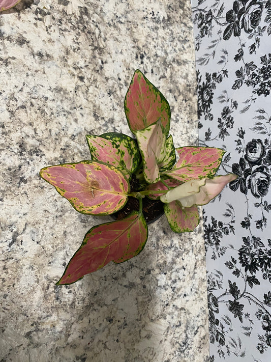 Aglaonema Hybrid