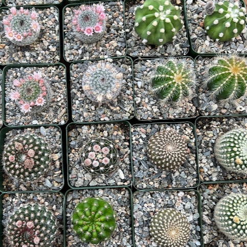 Cactus
