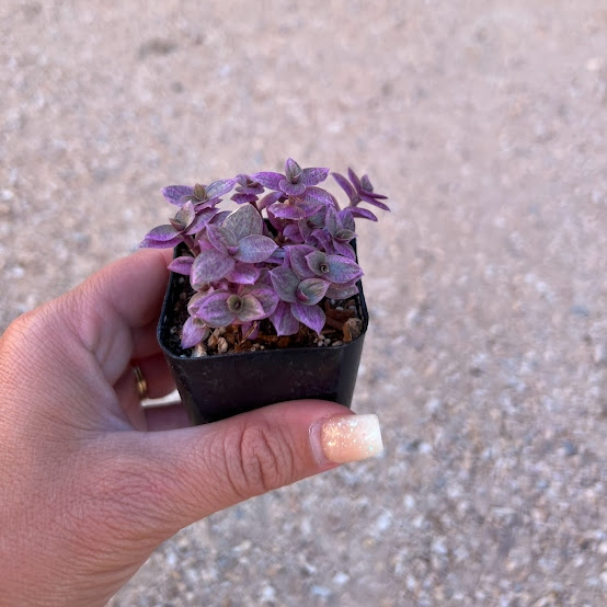 Callisia Repens/Pink Panther/ pink lady