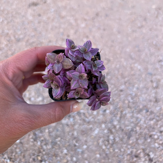 Callisia Repens/Pink Panther/ pink lady