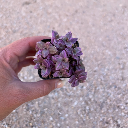 Callisia Repens/Pink Panther/ pink lady