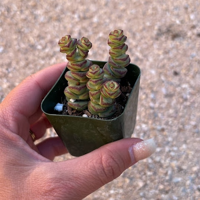Crassula baby necklace