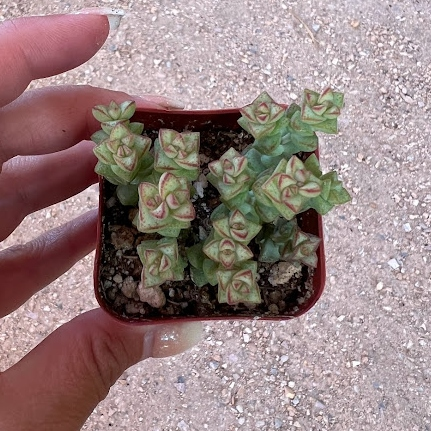 Crassula rupestris