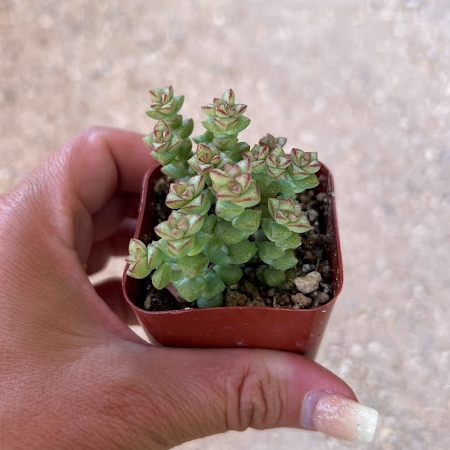 Crassula rupestris