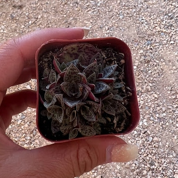 Crassula tiger jade