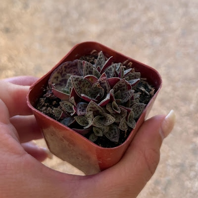 Crassula tiger jade