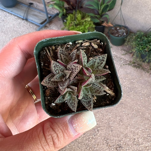 Crassula tiger jade