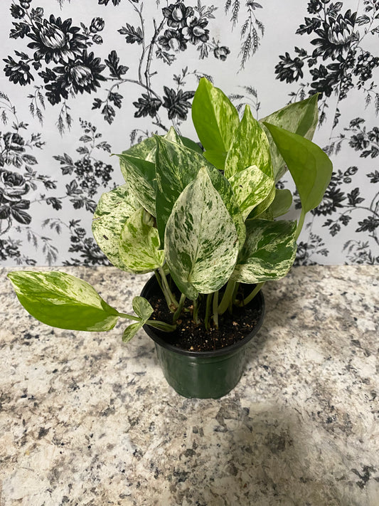 Snow Queen Pothos