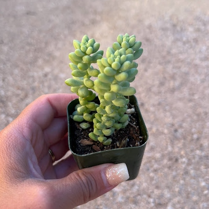 Donkey's tail