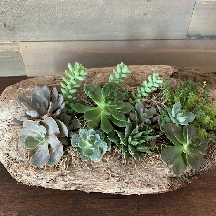 Driftwood Log Arrangement
