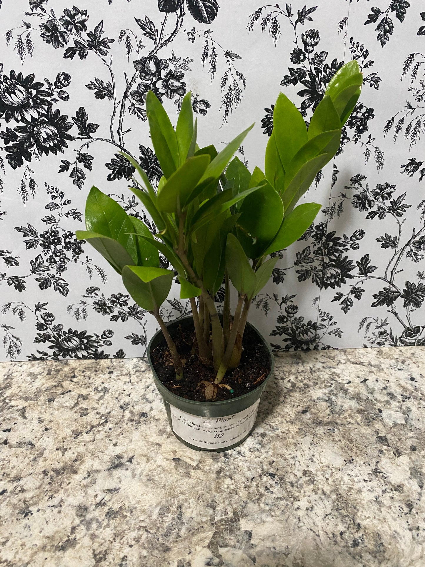 ZZ Plant