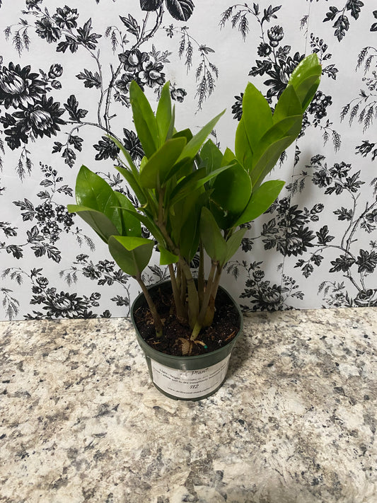 ZZ Plant