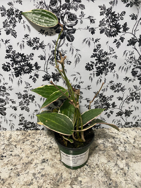 Hoya Macrophylla Variegated