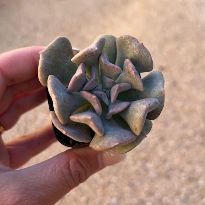 Echeveria cubic frost
