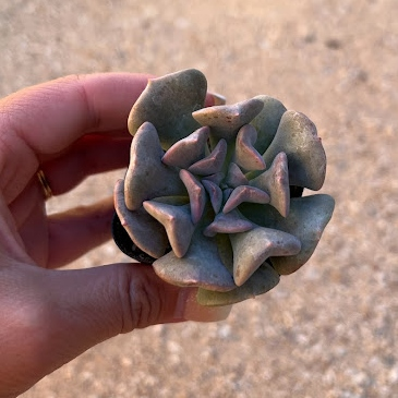 Echeveria cubic frost