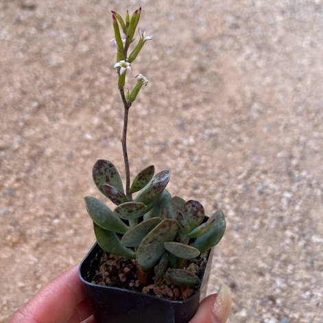 Kalanchoe Adromischus maculatus
