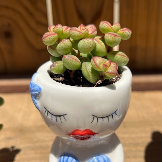 Mermaid arrangement