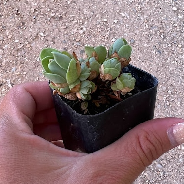Mountain rose