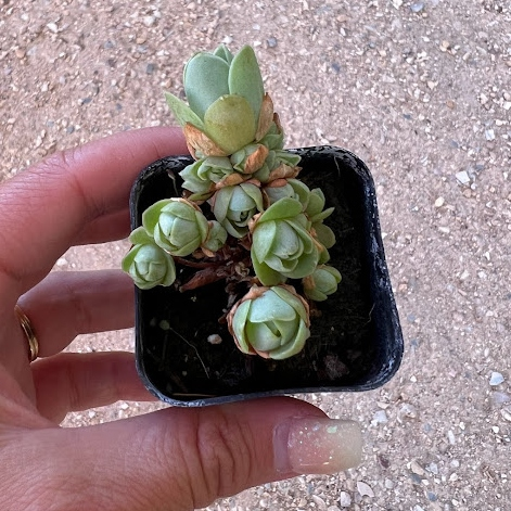 Mountain rose