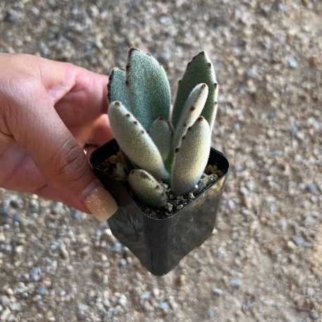 Panda Plant