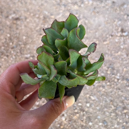 Ripple jade