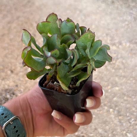 Ripple jade