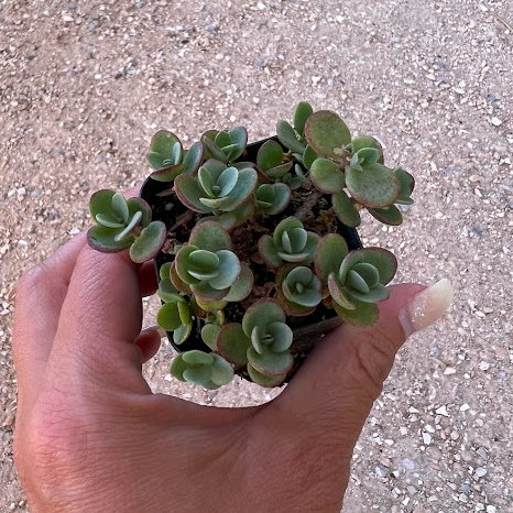 Sedum sunsparkler