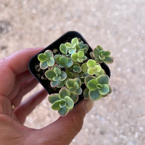 Sedum sunsparkler