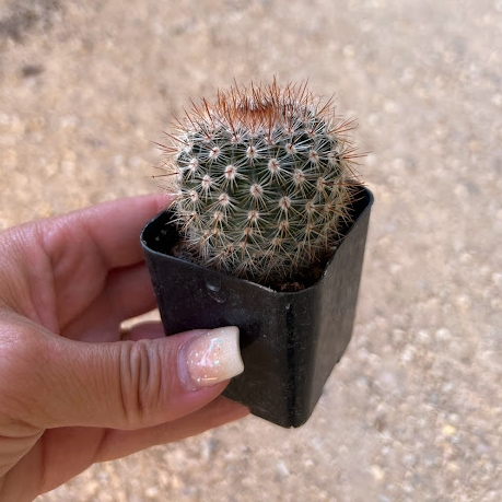 Spiny hedgehog cactus