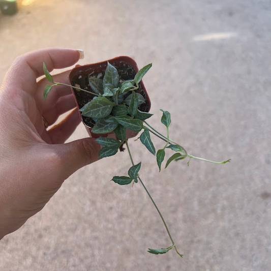String of spades / dagger